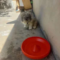 سگ خارجی
