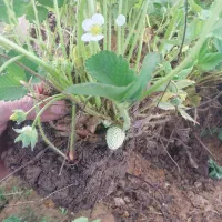 ناحال توت فرنگی