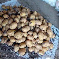 سیب زمین محلی