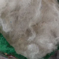 دو گونی پشم گوسفند|رختخواب، بالش، پتو|اندیمشک, |دیوار