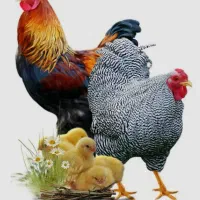 مرغ زنده کیلویی ۲۰۰