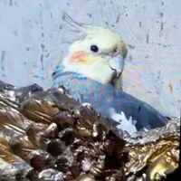 عروس سینامون گم شده