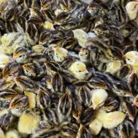 بلدرچین،تخم نطفه دار بلدرچین،جوجه بلدرچین،گوشت