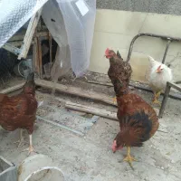 مرغ وخروس گلپایگانی|حیوانات مزرعه|قم, انسجام|دیوار