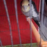 عروس نر اماده