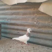 طوقی شازده نر|پرنده|شیراز, مسلم|دیوار