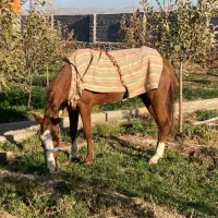 اسب ترکمن فروش فوری|اسب و تجهیزات اسب‌سواری|تهران, مختاری|دیوار