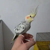 عروس هلندی نر مرواریدی