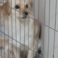 سگ گم شده|سگ|ورامین, ورامین|دیوار