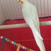 لوتینو ماده مست