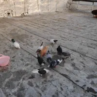 ۱۰عدد کفتر به فروش می‌رسد
