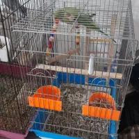 ۳تا عروس هلندی و یک طوطی دوتا قفس|پرنده|سیرجان, |دیوار