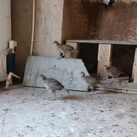 جوجه بوقلمون