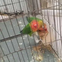 دوعددطوطی برزیلی کوتوله باقفس۲تومن
