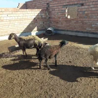 دو عدد گوسفند قره قزل|حیوانات مزرعه|سیمین شهر, |دیوار