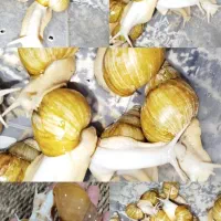 حلزون البینو