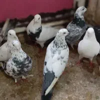 ۲۰عدد کبوتر طوقی و تهرانی|پرنده|کرمانشاه, |دیوار