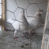 کبوتر. یک جفت ماده عتیقه