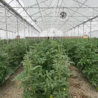 گلخانه ۱۸۶۴۶متر واقع در مرند قابل معاوضه|فروش دفتر صنعتی، کشاورزی، تجاری|مرند, |دیوار