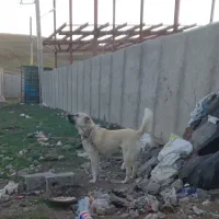 سگ سرابی گله ای|سگ|اهر, |دیوار