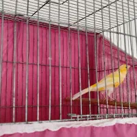 قناری نر طلایی مست مست