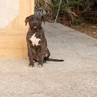 امریکن پیتبول