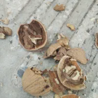 گردو درجه یک بوانات|خوردنی و آشامیدنی|شیراز, دروازه اصفهان|دیوار