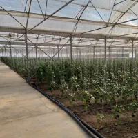 اجاره گلخانه پنج هزارمتری فول امکانات