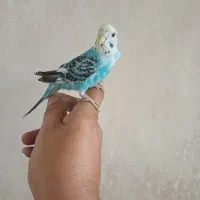مرغ عشق ماده