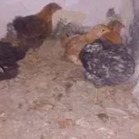 جوجه دو ما ه