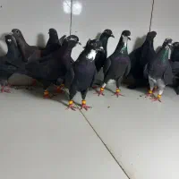 ماده پرشی زاغ و قره