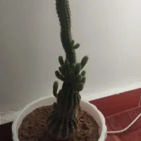 فروش گل کاکتوس