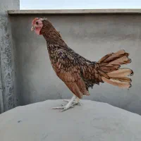 خروس سبرایت جوان|حیوانات مزرعه|قم, شاه ابراهیم|دیوار