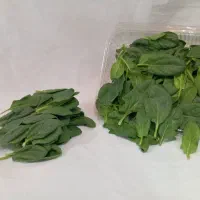 کاهو فرانسوی ریحان ایتالیایی|خوردنی و آشامیدنی|شیراز, جوادیه|دیوار