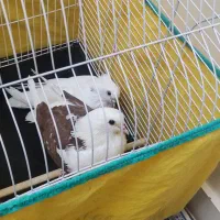 یک جفت کبوتر پاپری