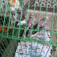 عروس هلندی|پرنده|لنگرود, |دیوار