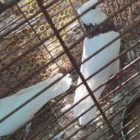 پرنده/طوقی/کبوتر|پرنده|فیروزآباد (فارس), |دیوار