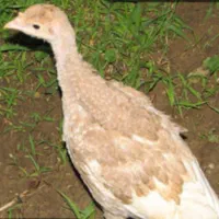 جوجه بوقلمون محلی واکسن خورده