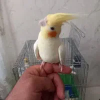 عروس هلندی|پرنده|تهران, نیروی دریایی|دیوار