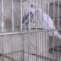 مرغ عشق مولد|پرنده|مشکین‌دشت, |دیوار