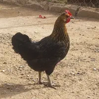 مرغ و خروس|حیوانات مزرعه|سوسنگرد, |دیوار