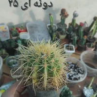 انواع گل و گیاه طبیعی|گل و گیاه طبیعی|قم, آزادگان|دیوار