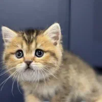 بچه گربه های دلربا مجموعه اصلی|گربه|بندرعباس, |دیوار