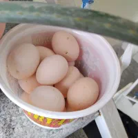 تخم مرغ گلین نطفه دار