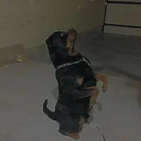 روتوایلر نر