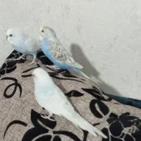 مرغ عشق