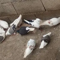 کبوتر کرده دار