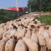 فروش گوسفندنر وماده چاق|حیوانات مزرعه|شاندرمن, |دیوار