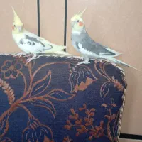 عروس هلندی سخنگو