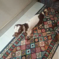 دو عدد بز غزاله بیست روزه|حیوانات مزرعه|چناران, |دیوار